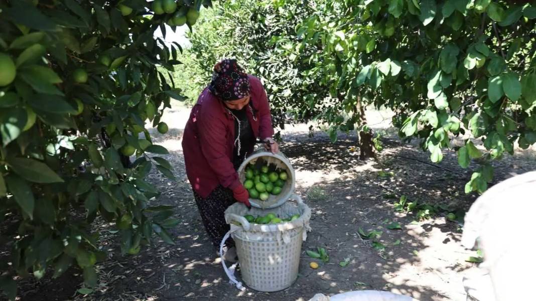 Adana’da Limonu Hem Don Hem Kuraklık Vurdu! Altın Değerinde Hasat Başladı 8